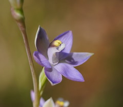Thelymitra peniculata