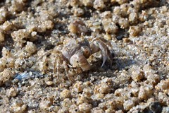 Dotilla wichmanni