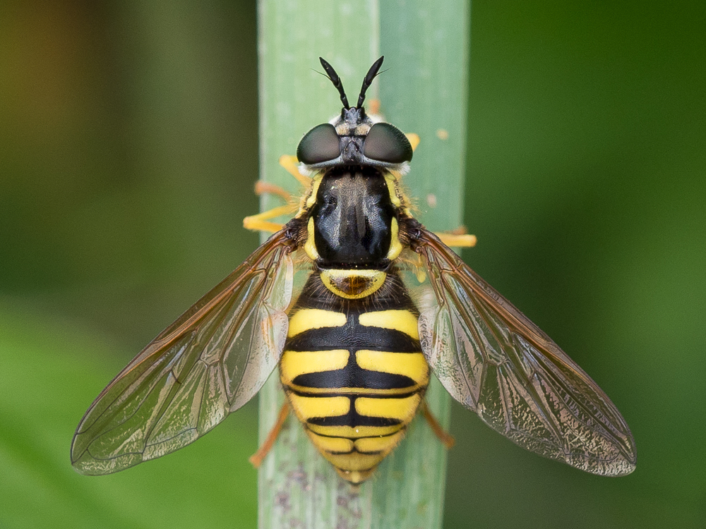 Large Meadow Fly, photo 1 of 10