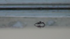 Menemerus bivittatus