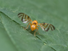 Myoleja lucida