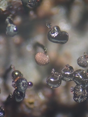Cribraria cancellata