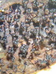 Cribraria cancellata