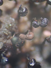 Cribraria cancellata