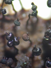 Cribraria cancellata
