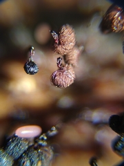 Cribraria cancellata