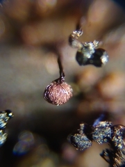 Cribraria cancellata