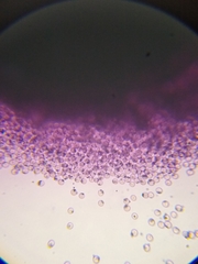 Cribraria cancellata