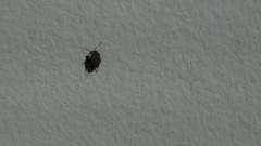 Cimicoidea