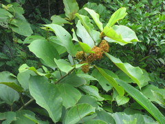 Scepocarpus rigidus image