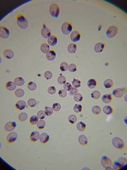 Cribraria cancellata