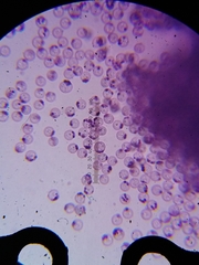 Cribraria cancellata