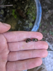 Indoplanorbis exustus