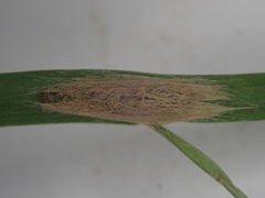 Orthenches chlorocoma