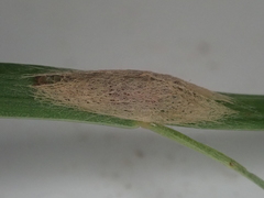 Orthenches chlorocoma