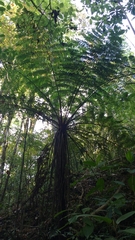 Cyathea costaricensis