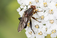 Hammerschmidtia