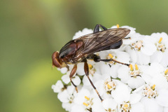 Hammerschmidtia