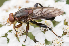 Hammerschmidtia