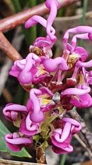 Grevillea quercifolia