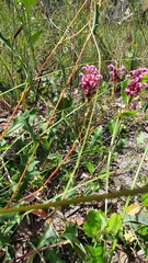 Grevillea quercifolia