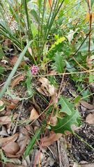 Grevillea quercifolia