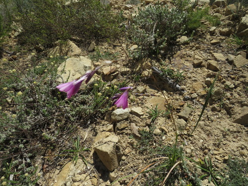 Image of Dierama pulcherrimum by (c) James Deacon, some rights reserved (CC BY-SA)