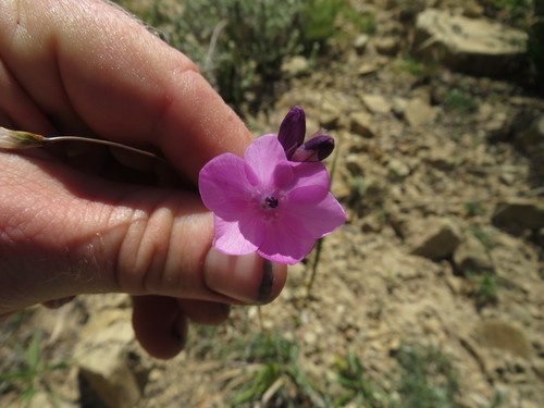 Image of Dierama pulcherrimum by (c) James Deacon, some rights reserved (CC BY-SA)