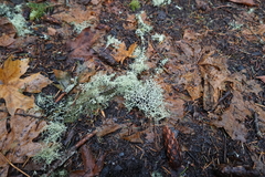 Hypogymnia imshaugii