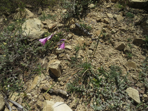Dierama pulcherrimum, photograph 4