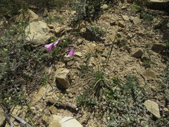 Dierama pulcherrimum, photograph (c) James Deacon, some rights reserved (CC BY-SA)