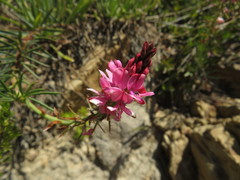 Indigofera monostachya