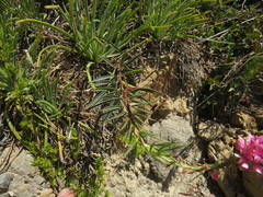 Indigofera monostachya