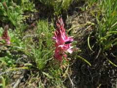 Indigofera monostachya