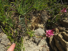 Indigofera monostachya