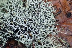 Hypogymnia imshaugii