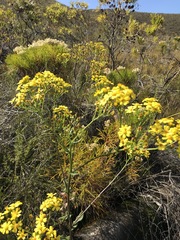 Senecio subcanescens