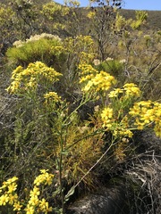 Senecio subcanescens