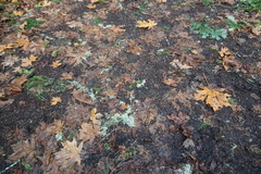 Hypogymnia imshaugii