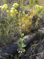 Senecio subcanescens