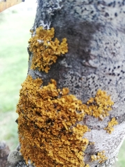 Xanthoria parietina