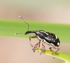 Aoplocnemis rufipes