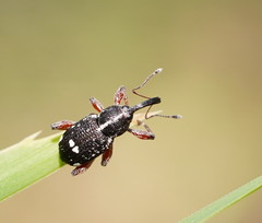 Aoplocnemis rufipes