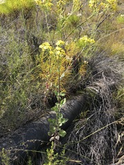 Senecio subcanescens
