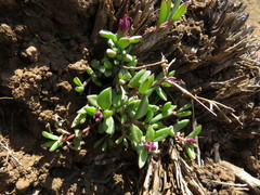 Delosperma katbergense