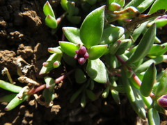 Delosperma katbergense