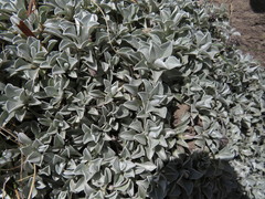 Helichrysum argyrophyllum