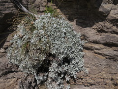 Helichrysum argyrophyllum