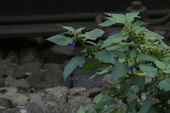 Solanum nigrum