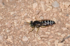 Bembix sinuata